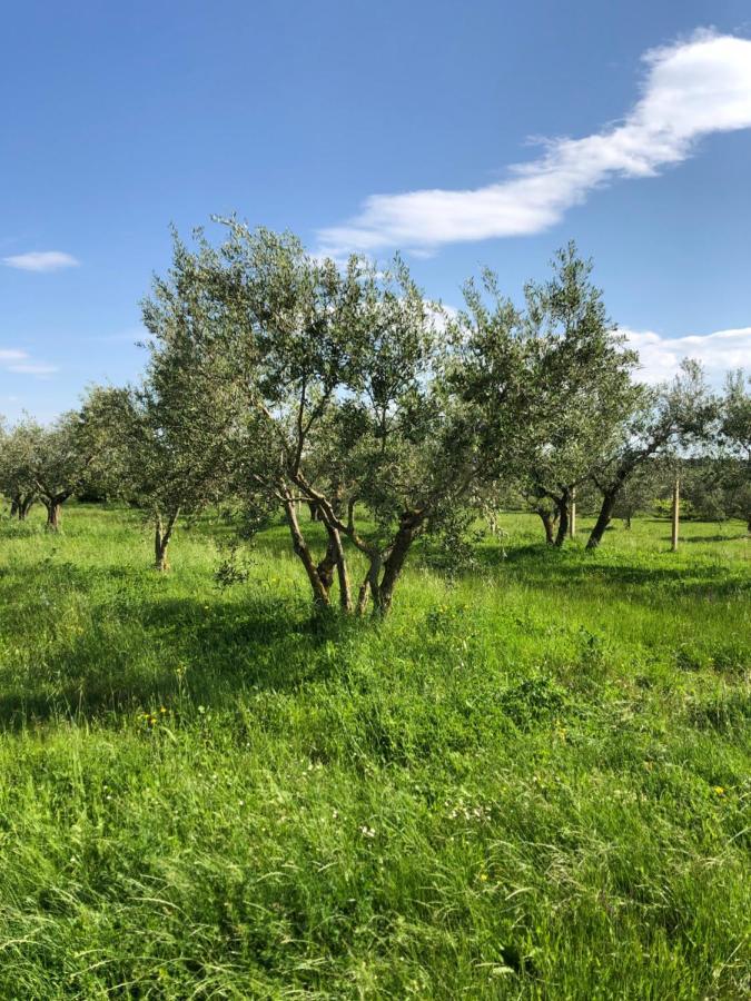Olive Tree Apartments Umag Buitenkant foto